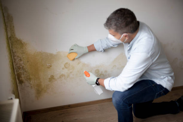 Best Post-Remediation Verification Testing  in Wakefield, KS