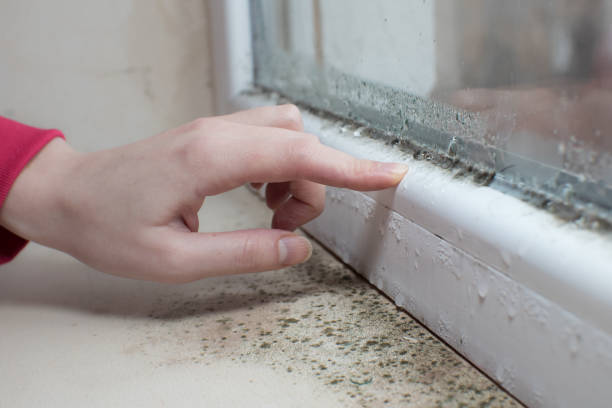 Best Mold Remediation for Rental Properties  in Wakefield, KS